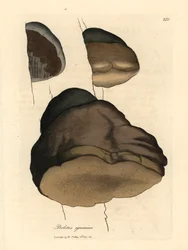 Borowik pachnący, Boletus igniarius, z botanicznej ilustracji autorstwa Jamesa Sowerby