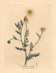 Rumianek o białych i żółtych kwiatach, Anthemis nobilis, z botanicznej ilustracji autorstwa Jamesa Sowerby