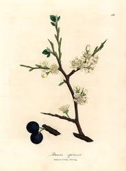 Białe kwiaty i jagody tarniny, Prunus spinosa, z botanicznej ilustracji autorstwa Jamesa Sowerby z William Woodville i Sir William Jackson Hooker