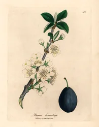 Biały kwiat i owoc śliwki lub śliwki, Prunus domestica, z botanicznej ilustracji Jamesa Sowerby