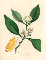 Segment białego kwiatu i dojrzałych owoców drzewa pomarańczowego, Citrus aurantium, z botanicznej ilustracji autorstwa Jamesa Sowerby