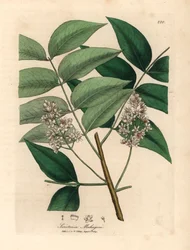 Białe drzewo mahoniowe, Swietenia mahogani, z botanicznej ilustracji Jamesa Sowerby