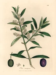 Europejskie drzewo oliwne o białych kwiatach z owocami, Olea europaea, z botanicznej ilustracji autorstwa Jamesa Sowerby