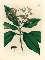 Myrtus pimenta o białych kwiatach, z botanicznej ilustracji autorstwa Jamesa Sowerby