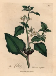 Psianka ogrodowa o białych kwiatach i czarnych jagodach, Solanum nigrum, według ilustracji botanicznej Jamesa Sowerby