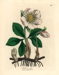 Ciemiężyca o białych kwiatach lub róża bożonarodzeniowa, Helleborus niger, z botanicznej ilustracji autorstwa Jamesa Sowerby