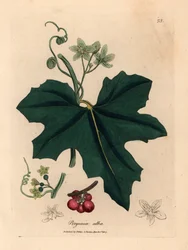 Bryonia o białych kwiatach, Bryonia alba, z botanicznej ilustracji Jamesa Sowerby