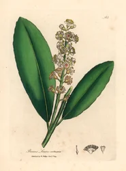 Wiśniowe drzewo laurowe o białych kwiatach, Prunus laurocerasus, z botanicznej ilustracji autorstwa Jamesa Sowerby