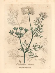 Kolendra o białych kwiatach, Coriandrum sativum, z botanicznej ilustracji autorstwa Jamesa Sowerby