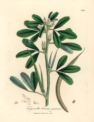 Kozieradka o białych kwiatach i strąkach nasiennych, Trigonella foenum graecum, z botanicznej ilustracji autorstwa Jamesa Sowerby