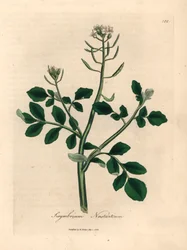 Rukiew wodna o białych kwiatach, Sisymbrium nasturtium, z botanicznej ilustracji autorstwa Jamesa Sowerby