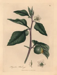 Wiśnia zimowa o białych kwiatach, Physalis alkekengi, z botanicznej ilustracji autorstwa Jamesa Sowerby