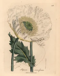 Biały mak, Papaver somniferum, z botanicznej ilustracji Jamesa Sowerby