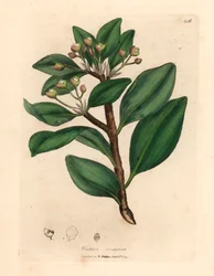 Kora zimowa, Wintera aromatyczna, Drimys winteri, z botanicznej ilustracji Jamesa Sowerby