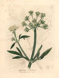 Lubczyk o żółtych kwiatach, Ligusticum levisticum, z botanicznej ilustracji Jamesa Sowerby