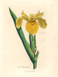 Żółta flaga wodna, Iris pseudocorus, z botanicznej ilustracji Jamesa Sowerby