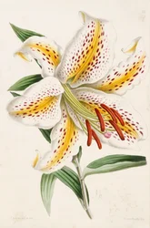 Lily, z „Kwiatowego magazynu”, 1861-71