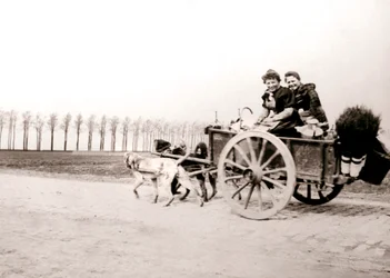 Psy ciągnące kobiety na wozie, Antwerpia, 1898.
