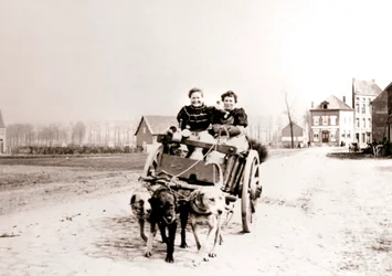 Psy ciągnące kobiety na wozie, Antwerpia, 1898.