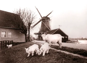 Kozy, Laandam, Holandia, 1898.