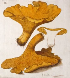 Pieprznik