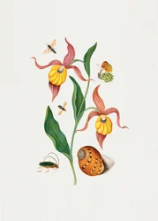 Pantofelki damskie w kwiaty orchidei