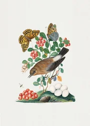 Północna białorzytka