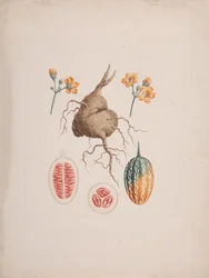 Coccinia abyssinica (Lam.): Gotowy rysunek, bulwa i szczegóły owocu