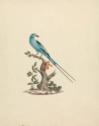 Coracias abyssinicus (Wałek abisyński)