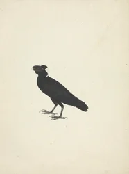 Corvs crassirostris (kruk grubodzioby)