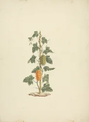 Cucumis metuliferus Naud (dziki ogórek): gotowy rysunek