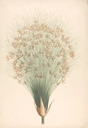 Cyperus papyrus L. (Papyrus Sedge): gotowy rysunek kwiatostanu