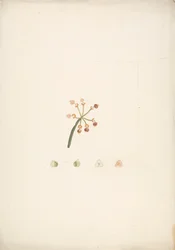 Euphorbia nubica N.E. br. (Nubian Spurge): gotowy rysunek pędu kwitnącego i owocującego, ze szczegółami sekcji kwiatowych