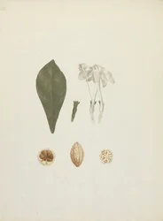 Gardenia ternifolia Schum.& Thonn. (Jovis-Tonantis): gotowy rysunek z dodatkowymi szczegółami owoców