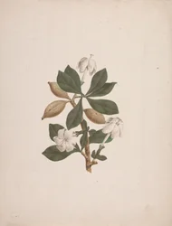 Gardenia ternifolia Schum.& Thonn. (Dzika Gardenia): gotowy rysunek