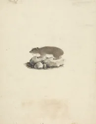 Heterohyrax brucei (żółtoplamisty góralek skalny)