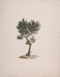 Juniperus procera Endl. (African Pencil Cedar): gotowy rysunek pokroju drzew