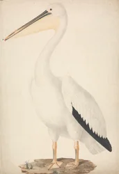 Pelecanus onocrotalus (wielki biały pelikan)