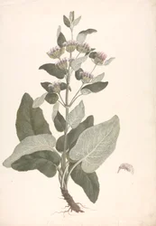 Phlomis herba-venti L. : gotowy rysunek