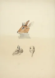 Niezidentyfikowany Madoqua (Dik-dik): badanie głowy i czaszki