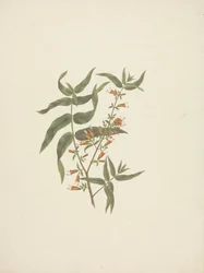 Woodfordia uniflora (A. Rich.) Koehne: gotowy rysunek kwitnącego pędu