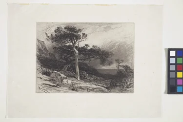 Old Cedars, Coast Of Maine (atrament, długopis, ołówek)