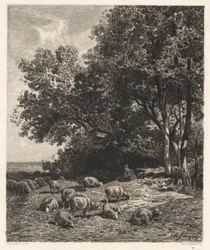 Wypas owiec