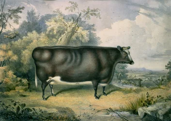 Nagrodzona jałówka z Cottesmore, według Henry