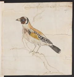 Pisklę ptasie, ok. 1757-1815 (akwarela i tusz)