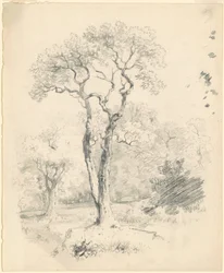 Polana Drzew
