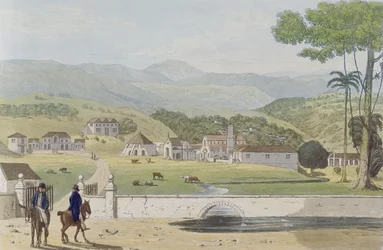 Montpelier Estates, St James, z „Malowniczej wycieczki po wyspie Jamajka”, grawerowane przez Fieldinga, 1824