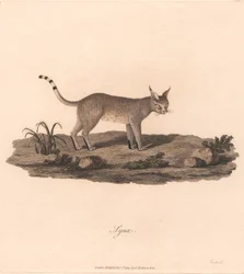 Ryś