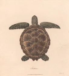 Żółw