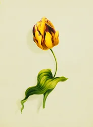 Tulipan papugi, 1826